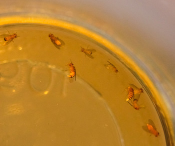\"flytrap-vinegar-sm.jpg\"